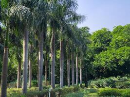 Palm trees lining a walkway in a tropical park in Delhi. Symmetrical path surrounded by lush green photo