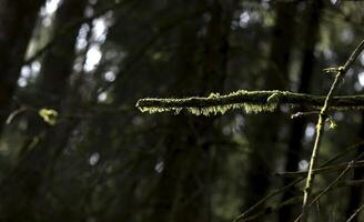 Branch covered in moss in quiet forest. Closeup view showing natural texture, subtle foliage, soft photo