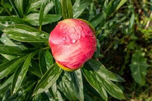 An unopened bud of a peony flower with drops of water after rain on the background of green leaves. natural floral background. A copy space. top view. photo