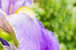 Part of the beautiful petal of the garden iris is lilac, blue. green natural background of green garden plants. Front view. macro. photo