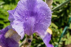 Gorgeous blue blooming iris with raindrops playing in the rays of the sun. Front close up view of flower petals. A delicate spring flower. Macro iris photo