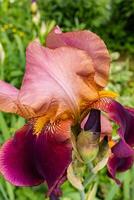 A beautiful garden flower of brown lilac with a yellow tint of iris. Front view. closeup on green natural background of garden. botanical background. photo