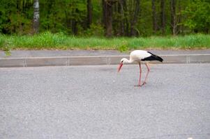 A white and black bird with a long beak photo