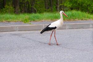 A white and black bird standing on the side of the road photo