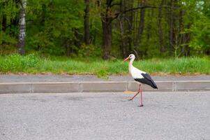 A white and black bird walking across the road photo