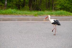 A white and black bird walking across the street photo
