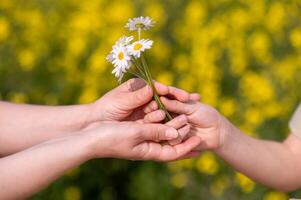 Two hands exchanging a small bouquet of daisies in a blooming summer field, symbolizing love, care, connection and tenderness, perfect for Mother's Day themes photo
