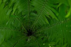 Top view of green fern leaves forming a spiral pattern, vibrant natural texture photo