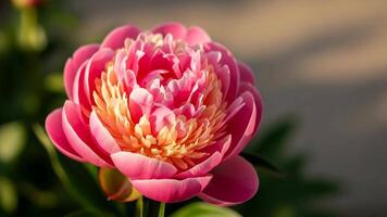 Delicate pink flower swaying gently in the summer breeze captured in soft natural light for seasonal and floral visuals. Blooming pink flower moving with breeze on a warm summer day video