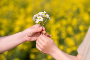 Mother giving her child a daisy in a field of yellow flowers photo