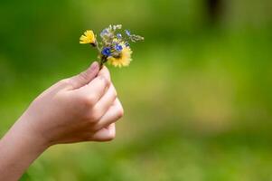 Child's hand holding a wildflower in the grass photo