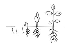 Growth plant in minimal one line art style isolated sketch with elegant black outline vector