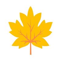 Yellow maple leaf. Autumn foliage illustration. Isolated element vector
