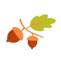 Oak branch with acorns and leaves. Autumn forest element vector