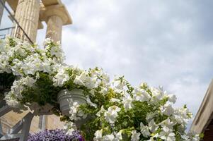 Summer arrangement with flowers and antique elements of Italy. Background with sky, white flowers and columns. The concept of summer, recreation and tourism. thick clouds in the sky. space for text. photo