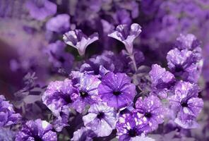 background flowers petunia, purple color. background blurred. place for text. A close up of a purple flower. High quality photo