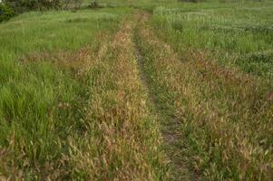 Walking grass in the field, among the grass. Sunlight on fresh grass near the path on the green field. High quality photo