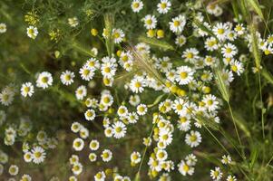 White daisies in a field, on a meadow. Fresh real daisy flowers, flowers growing on meadow grass on a warm sunny spring summer day. View from above. High quality photo