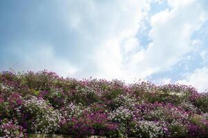 Many small and bright flowers of pink and white color against the background of the sky with clouds. Flowers on a bright summer or spring day. Petunias bloom densely in a flowerbed. space for text photo