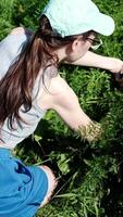 young woman in cap with her hands with difficulty pulling a large carrot from the soil. Working in the garden with a shovel during the carrot harvest video