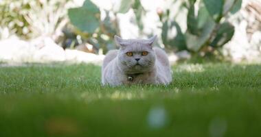 Cute Scottish cat lies at lawn in summer video