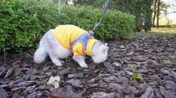 A white cat in a yellow sweater, digging chips from sawdust, after defecation video