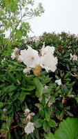 Blooming rhododendron filmed on action camera in mountains video