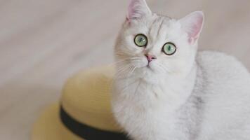 Portrait of an adorable white british cat look at the camera video