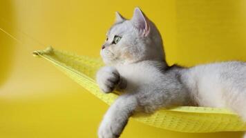 White cat, with yellow eyes, lies on a fabric hammock on a yellow background, looks to the side video