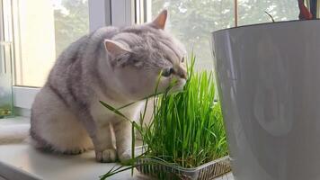 Cute white cat eats green cat grass growing in a plastic tray by the window video