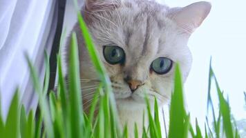 fechar-se. fofa branco gato com grande olhos, olhando às verde gato Relva crescendo dentro uma Panela de a janela video