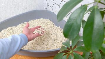 Close up of womans hand sifts the light filler in a triangular plastic tray for animals video