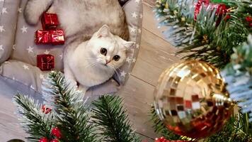 A charming white cat is lying at home on an animal litter under a Christmas tree, yawning video
