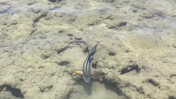 A blue fish Surgeonfish swims in shallow water over a rocky seabed. The water is clear, revealing the texture of the rocks below. video