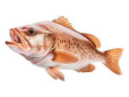 A large fish with a big mouth on a transparent background png