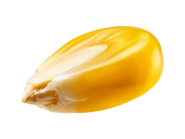 Corn seed with realistic shape and color png