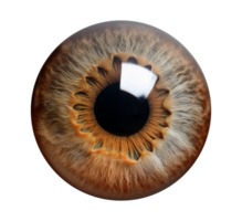 an image of a human eye isolated on transparent background png