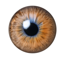 an image of a human eye with a blue iris isolated object png