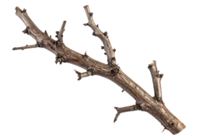Dry tree branch isolated on transparent background png
