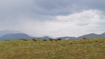 Wild Horses on Open Mountain Fields in Bulgaria Cloudy Aerial Shot from Beklemeto Pass video