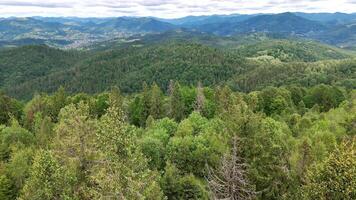 Aerial view of Vast Carpathian Forests, Dense Evergreen Trees Stretching to Distant Mountain Ranges video