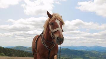 Brown Horse With Harness Standing on Mountain Ridge, Close-Up Portrait Against Scenic Carpathian Landscape and Cloudy Sky, Calm Expression and Windswept Mane video