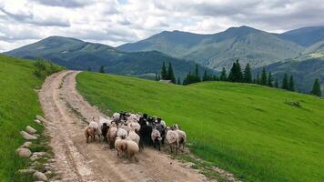 Flock of Sheep on Carpathian Dirt Road, Green Hills and Mountain Range Stretching Under Cloudy Sky video