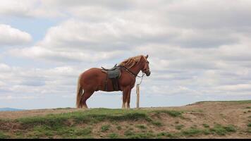 Horse With Saddle Standing Still on Grassy Hilltop in Carpathian Mountains, Side Profile View Against Cloudy Sky in Peaceful Rural Setting With Natural Terrain video