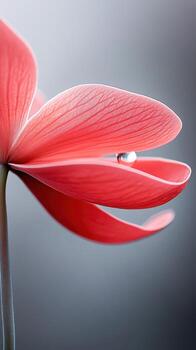 Delicate pink petals curl gently. Small water droplet clings to petal surface. Simple nature details ideal for concepts like gardening. photo
