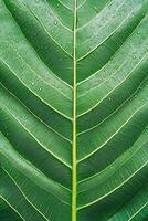 Close up view green leaf. Droplets on leaf surface. Nature background for gardening. Wet plant with detailed veins and texture. Lush foliage backdrop. photo