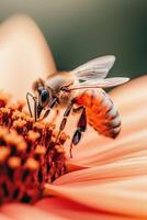 Honeybee Gathering Nectar from Light Orange Flower in a Garden Setting during Summer Sunshine Season for Pollination Related to Gardening Practices photo
