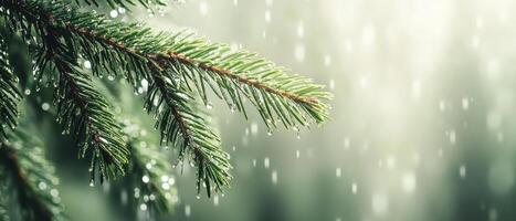 Evergreen Branch Receives Gentle Rain. Water Droplets Cling to Green Needles. Lush Garden Background Shows Nature's Beauty. Freshness and Growth Highlighted. photo