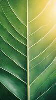 Close up of large green leaf with prominent veins bathed in sunlight. Great for gardening themes, botanical study or nature related projects. photo