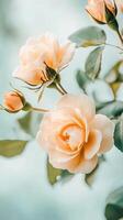 Pale Yellow Roses Bloom with Green Leaves on Gentle Background for Gardening photo